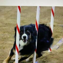 Miniature American Shepherd All Grown Up from High Country Miniature American Shepherds