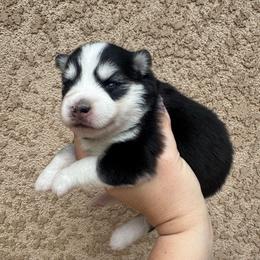 Stella - Black and white female Pomsky puppy in La Verne, California from Red Cedar Pomskies