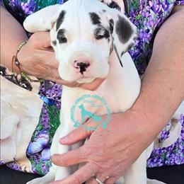 Robusta - Harlequin male Great Dane puppy in Cheyenne, Wyoming from Viking Kennel