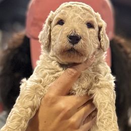Boy 2 - Goldendoodle puppy from K&R Doodles
