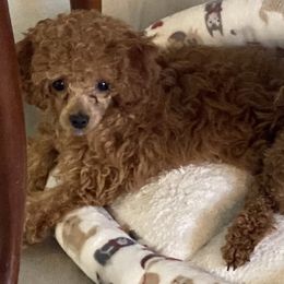 Assorted Doodle Crosses and Poodles from Merlin’s Kennel