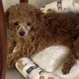 Assorted Doodle Crosses and Poodles from Merlin’s Kennel