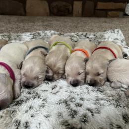 Golden Retriever Puppies from Wise-Taylor Goldens