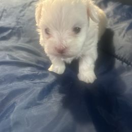 Krystal - White female Maltese puppy in Merrillville, Indiana from Holley's Lovable Maltese Puppies