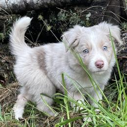 Border Collie Puppies from Collie Wood Hills