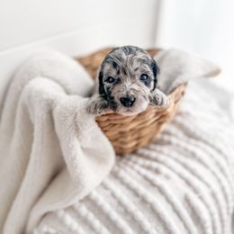 Gangline - Merle Goldendoodle puppy in Greencastle, Indiana from Willow & Co.