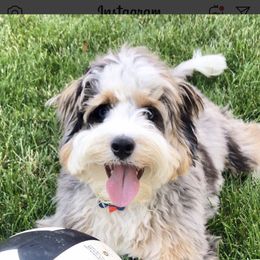 Aussiedoodle Puppies from Brambleberry Doodles