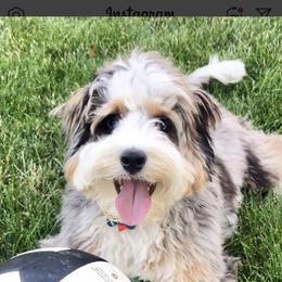 Aussiedoodle Puppies from Brambleberry Doodles