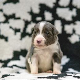 Spark (Blue) - White and blue male Border Collie puppy in Lodi, California from R3 Sport Dogs (Rafter 3 Ranch)