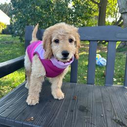 Cappuccino - Apricot female Goldendoodle puppy in Warren, Michigan from Annette Patterson
