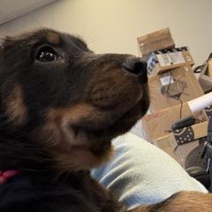 CROPPED Pink collar - Black and rust female Beauceron puppy in Floyd’s Knobs, Indiana from Birdwing Beaucerons
