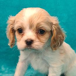 Companion Cross puppies from Stephenson Celtic Cavaliers