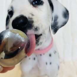 Miss Light Pink - White and black female Dalmatian puppy in Startup, Washington from Upperleftdalmatians