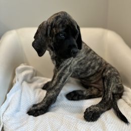 Mastiff Puppies from MLJ Mastiffs Florida