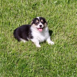 Pembroke Welsh Corgi Puppies from Keifer’s Corgis
