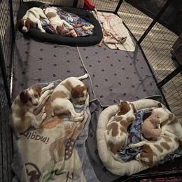 Brittany Puppies from Beaupre Gun Dogs