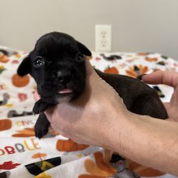 Evo - Brindle female Boxer puppy in Jamesville, New York from Reynolds Homestead Boxers