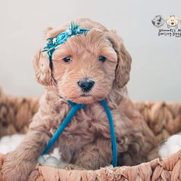 Bernedoodle and Goldendoodle Puppies from Hommel’s Mini Darling Doodles