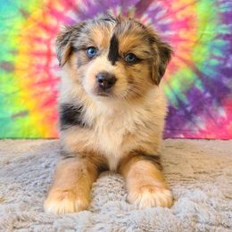 Australian Shepherd, Miniature Australian Shepherd, and Toy Australian Shepherd Puppies from Hippie Dog Haven
