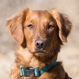 Reba - Golden Retriever