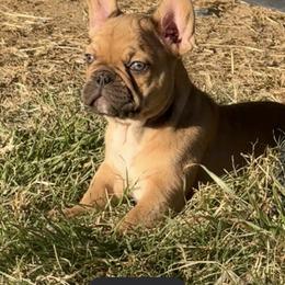 Snickers - Fawn and white female French Bulldog puppy in Temple, Texas from Teak’s Texas Frenchie’s