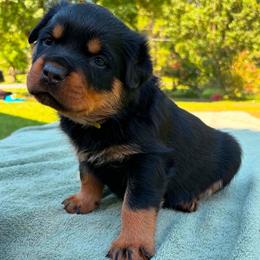 Yellow collar - Black and mahogany female Rottweiler puppy in Birmingham, Alabama from K&B Rotts