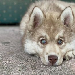 Siberian Huskies from Soulful Heart Siberians