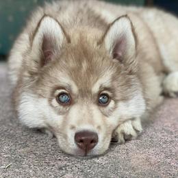 Siberian Huskies from Soulful Heart Siberians