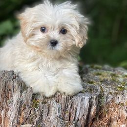 Milo - Cream male Maltipoo puppy in Bellingham, Washington from My Sweet Poodles and Doodles