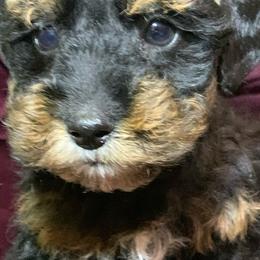 Miniature Schnauzers, Poodles, and Schnoodles from Mrs Bs Teeny Schnauzers & Doodles