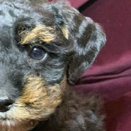 Miniature Schnauzers, Poodles, and Schnoodles from Mrs Bs Teeny Schnauzers & Doodles