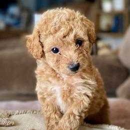 Prescott - Cream male Poodle puppy in Utica, Ohio from Poodle Me Crazy