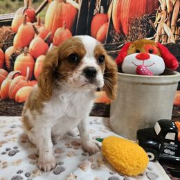 AKC Cade - Blenheim male Cavalier King Charles Spaniel puppy in Lebanon, Missouri from Leerose Puppies
