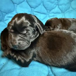 Boy - Black male Labrador Retriever puppy in North Pole, Alaska from Mulberry Retrievers