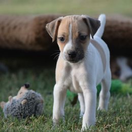 "Felix" - Jack Russell Terrier puppy from Wendover Terriers