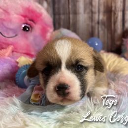 Australian Shepherd and Pembroke Welsh Corgi Puppies from Lewis Aussie’s & Corgi’s