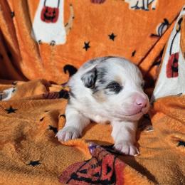 Radar - Blue merle male Border Collie puppy in Menasha, Wisconsin from Little Rose Retrievers
