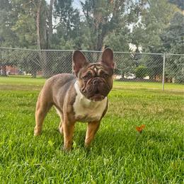 Rosie 1 year old Female - Fawn female French Bulldog puppy in Billings, Montana from Montana Made Frenchies