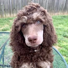 Poodle Puppies from Cosmic Caliber Standard Poodles