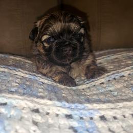 Gabrielle - Brindle female Shih Tzu puppy in Los Banos And Bay Area, California from Shantii's Shih Tzu's