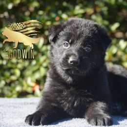 German Shepherd Puppies from Haus Godwin