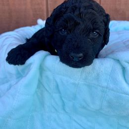 German Shorthaired Pointer and Labradoodle Puppies from Faddis Family Farms