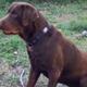 AKC Oakley