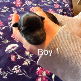 Finley - Black male Scottish Terrier puppy in Asheboro, North Carolina from Gail's Scottish Terriers