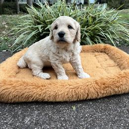 Scallion (blue collar) - Cream male Goldendoodle puppy in Mint Hill, North Carolina from Freshly Minted Goldendoodles
