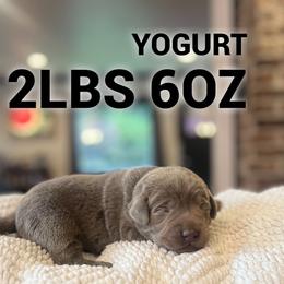 Yogurt - Silver male Dilute Retriever puppy in Puyallup, Washington from 12 Door Farm Labradors