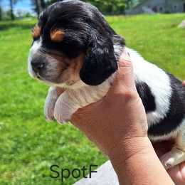 Bonnie - Black brown and white female Basset Hound puppy in Mack's Creek, Missouri from Mack's Creek Basset Hounds