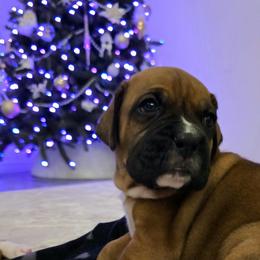 Boxer Puppies from Bayla Belle & Blossom's Boxers