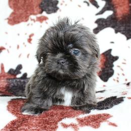Blue boy - Blue male Shih Tzu puppy in Newark, Ohio from Gemini Kennels