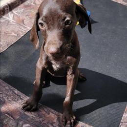 Penny Solid Liver - Liver female German Shorthaired Pointer puppy in Banning, California from ⭐🦆 So Cal on Point GSP'S🇺🇲🇩🇪 lg